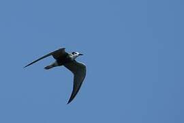 Black Tern