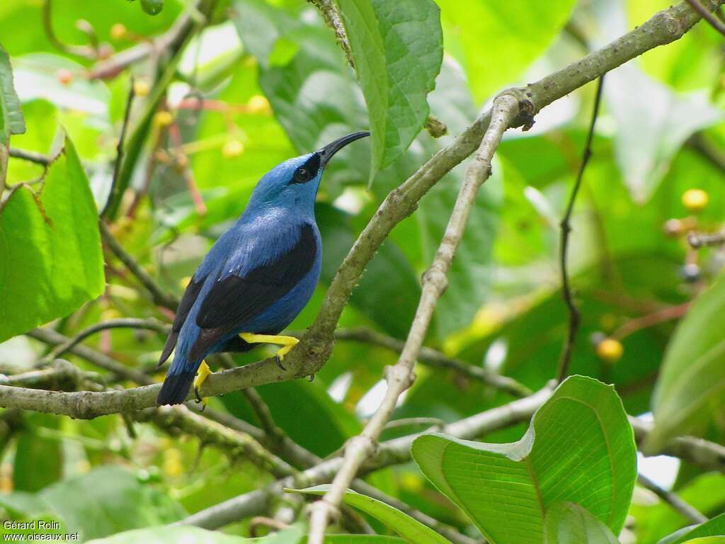 Shining Honeycreeper male adult, identification