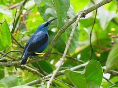 Shining Honeycreeper