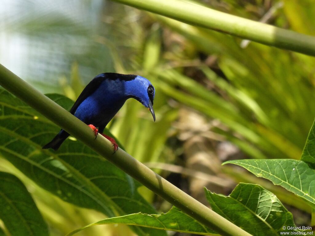 Red-legged Honeycreeper