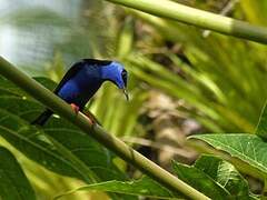 Red-legged Honeycreeper