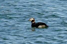 Long-tailed Duck