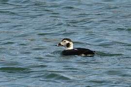 Long-tailed Duck