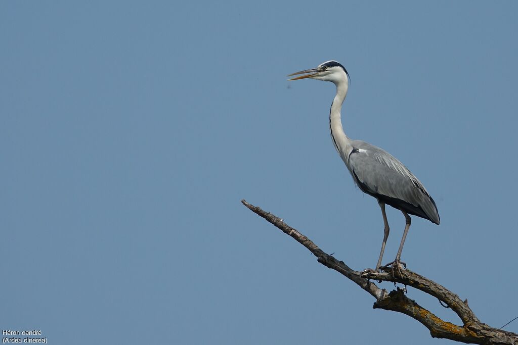 Grey Heron