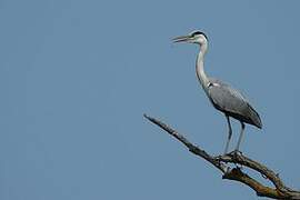 Grey Heron