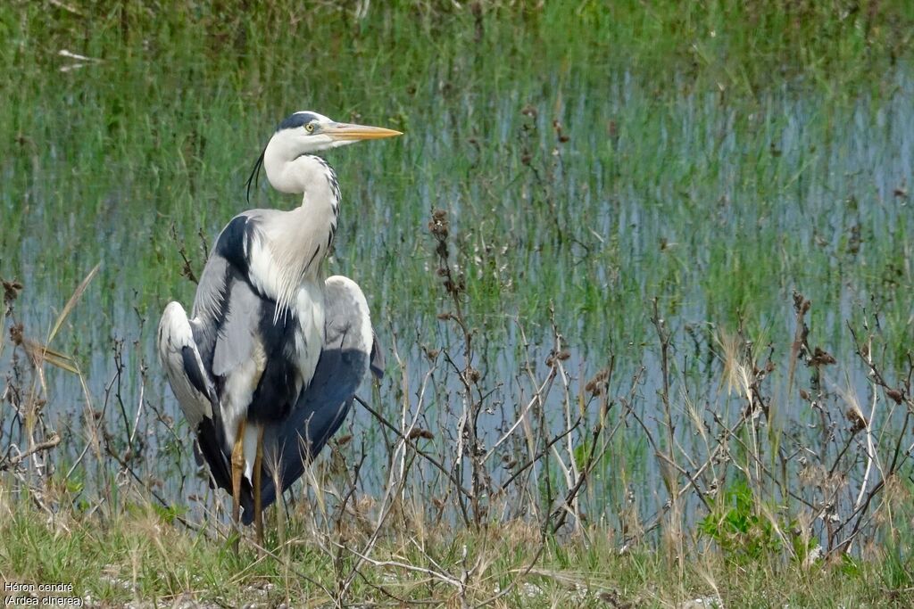 Grey Heron