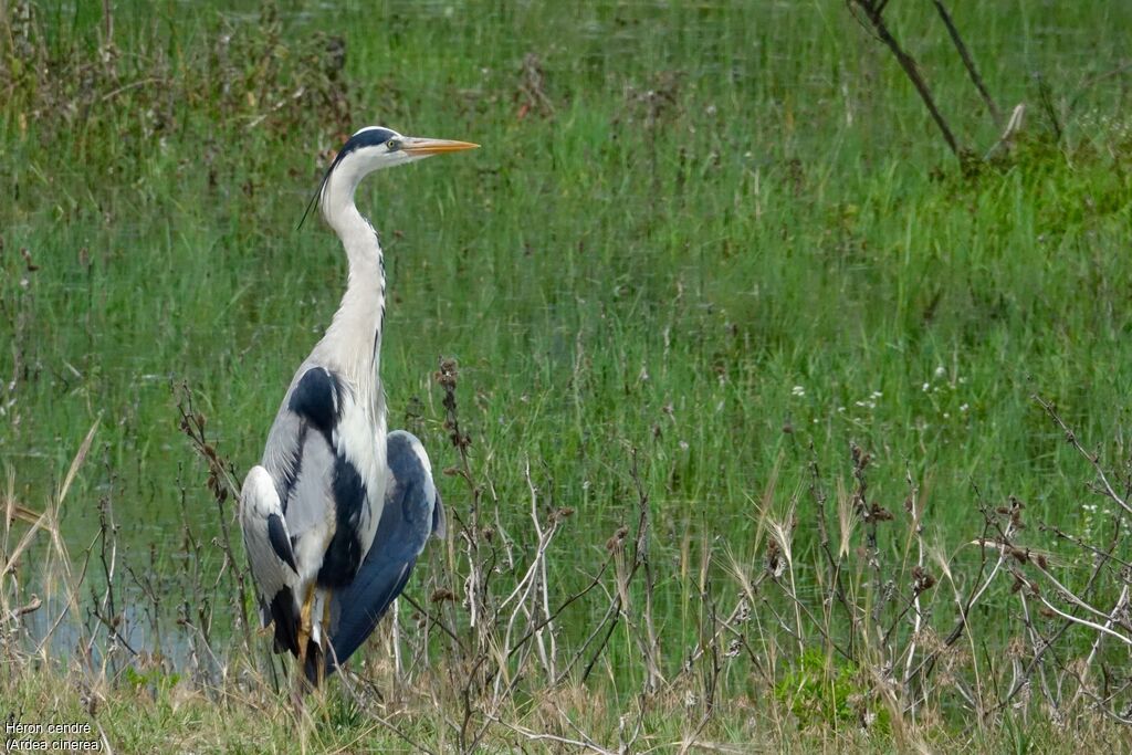 Grey Heron