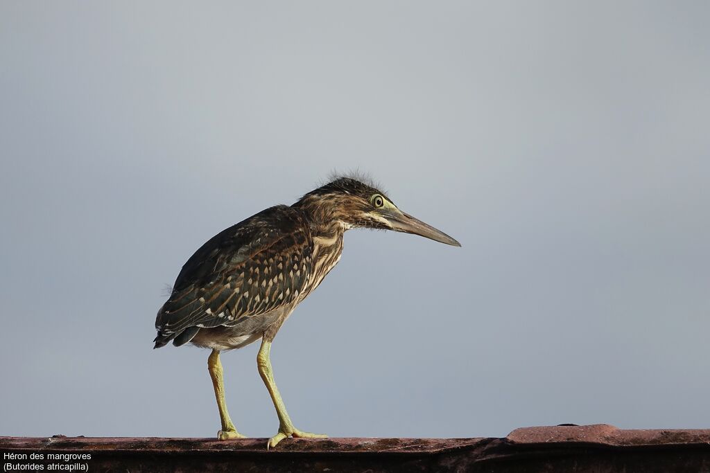 Little Heron