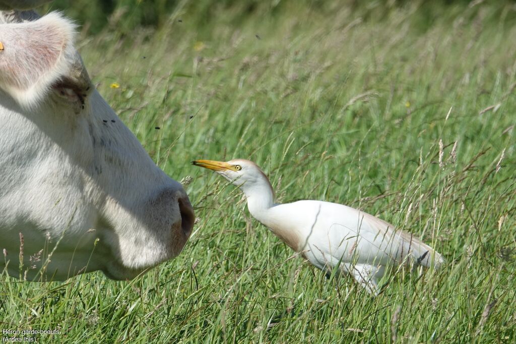 Western Cattle Egret