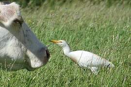 Western Cattle Egret