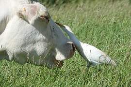 Western Cattle Egret