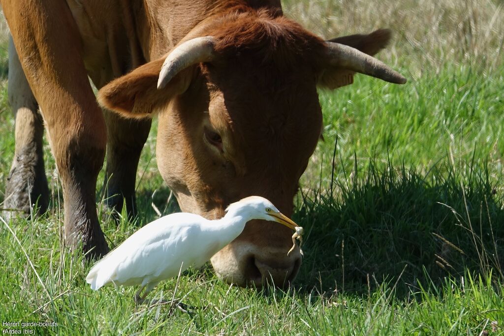 Western Cattle Egret