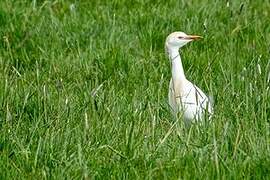 Western Cattle Egret