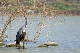 Goliath Heron