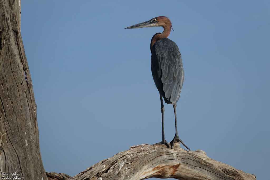 Goliath Heron