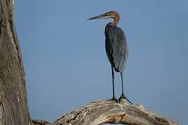 Goliath Heron