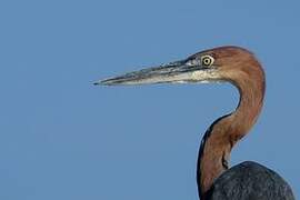 Goliath Heron