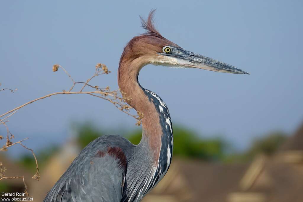 Goliath Heronadult, close-up portrait