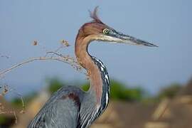 Goliath Heron