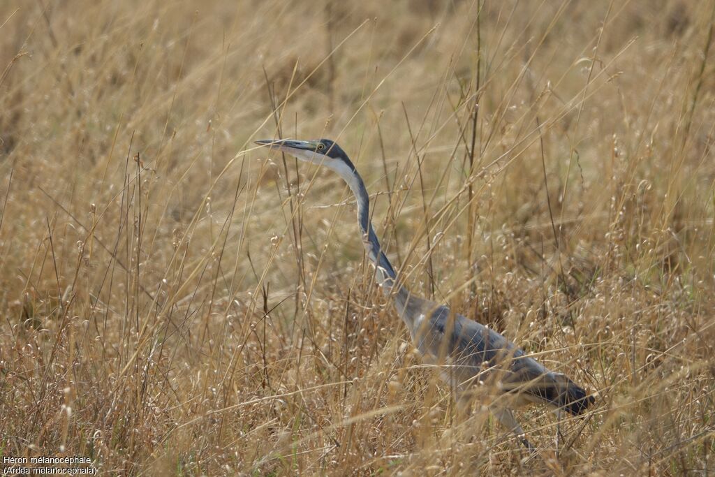 Black-headed Heron