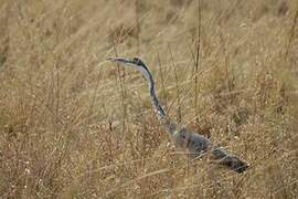 Black-headed Heron