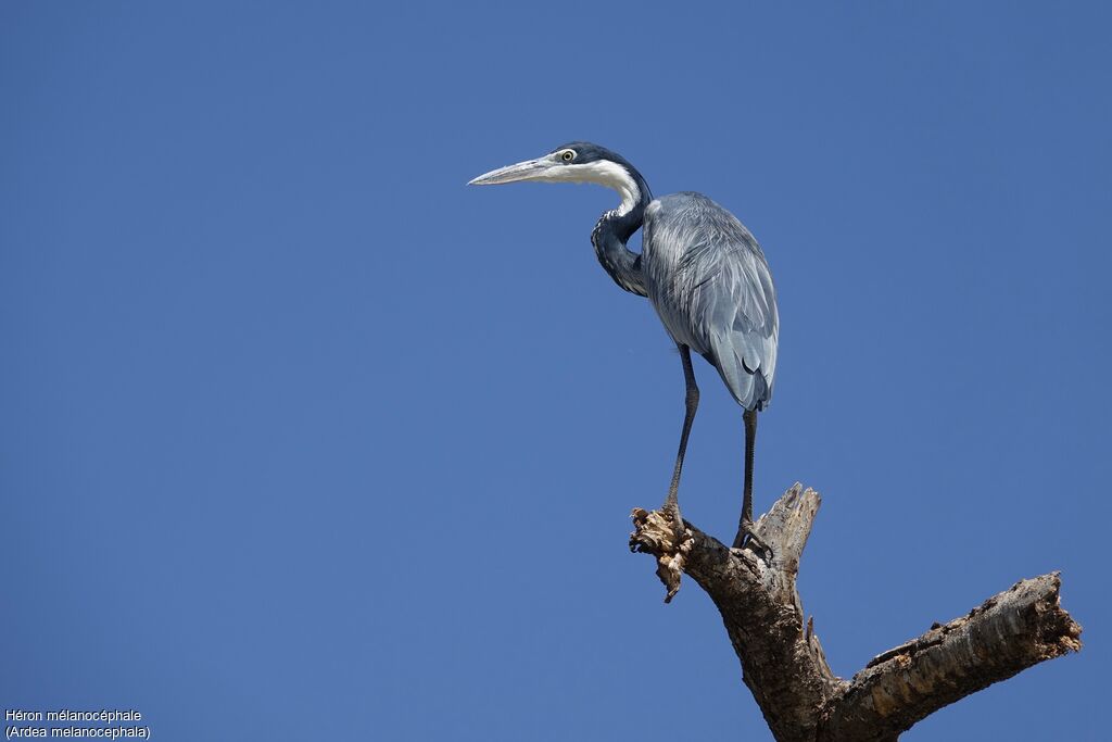 Black-headed Heron