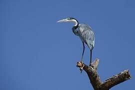 Black-headed Heron