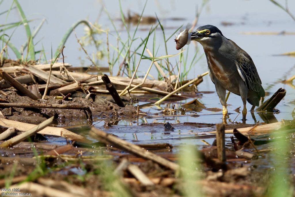 Striated Heron