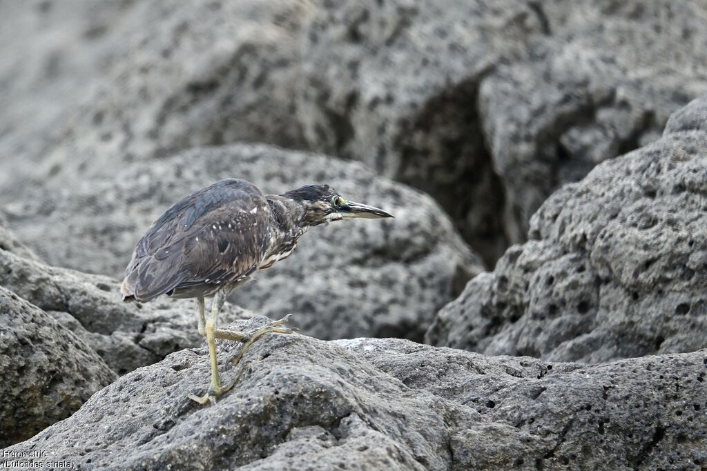 Striated Heron