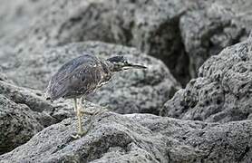 Striated Heron