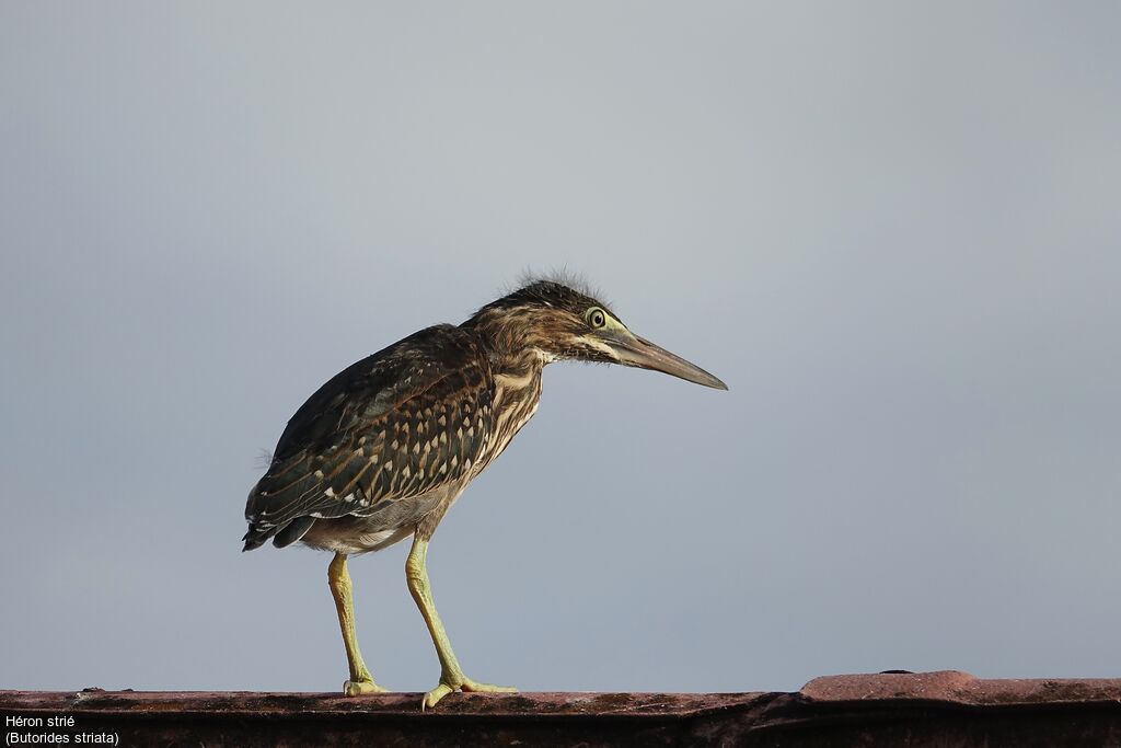 Striated Heronjuvenile