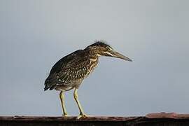 Striated Heron