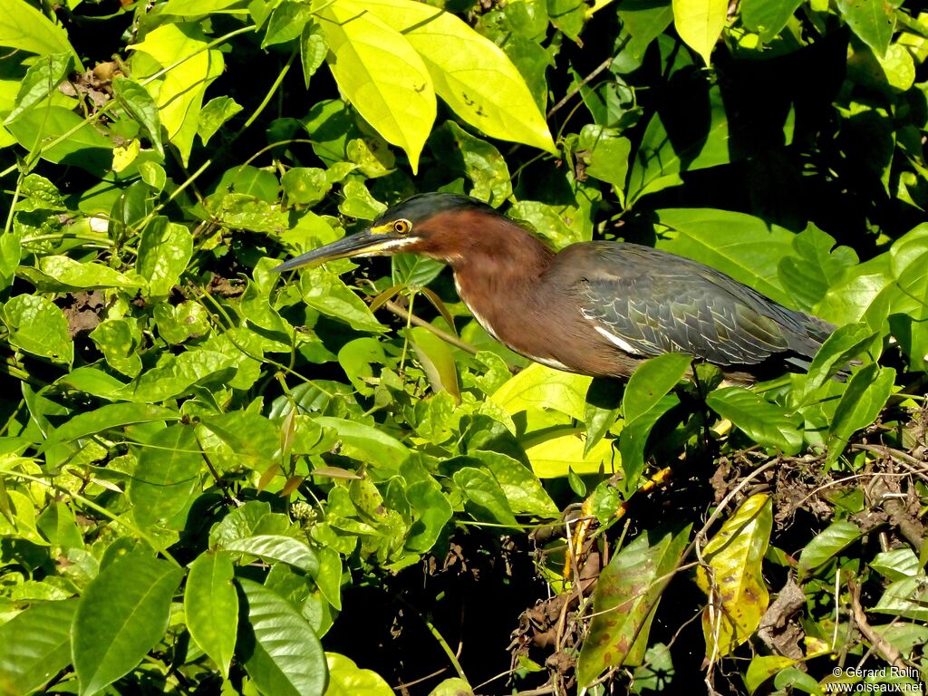 Green Heron