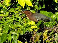 Green Heron