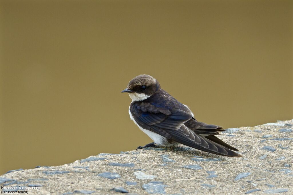 Hirondelle à longs brinsimmature