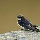 Hirondelle à longs brins