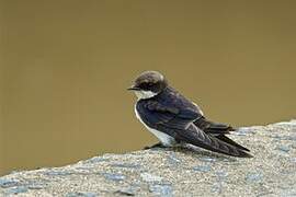 Wire-tailed Swallow