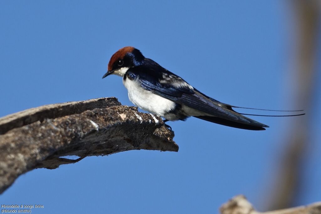 Hirondelle à longs brinsadulte