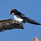 Hirondelle à longs brins