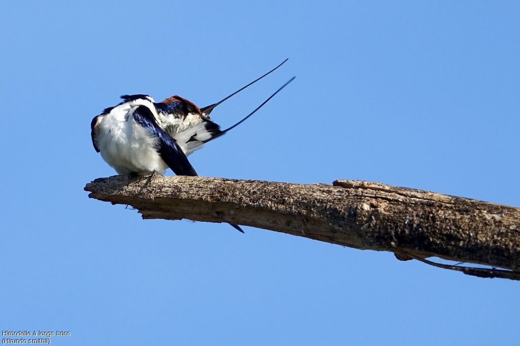 Hirondelle à longs brins