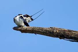 Wire-tailed Swallow