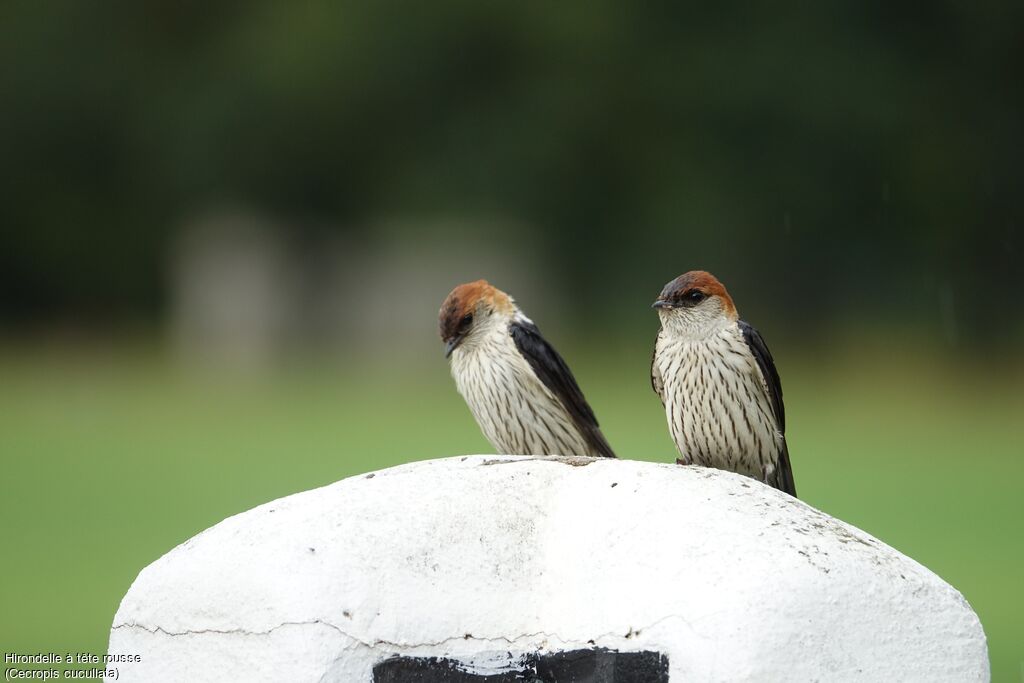 Hirondelle à tête rousse