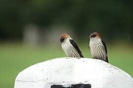 Greater Striped Swallow