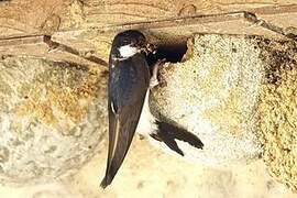 Common House Martin