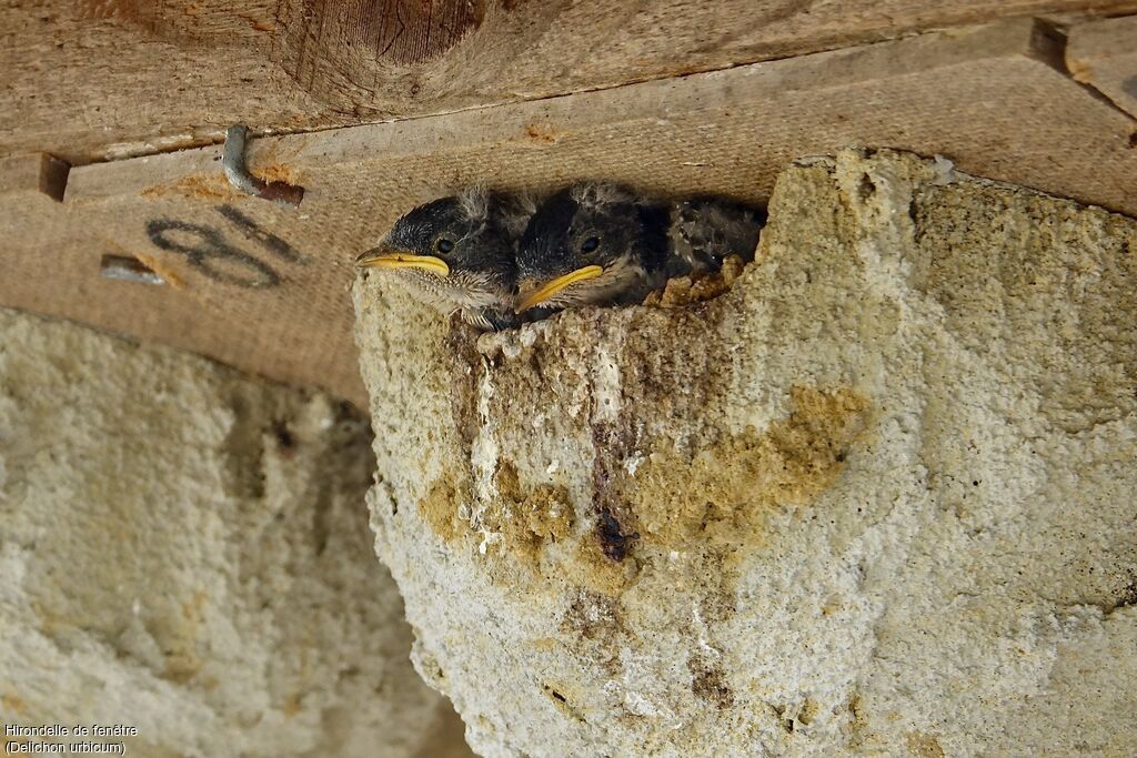 Western House Martin