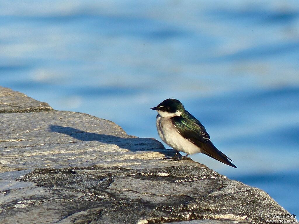 Mangrove Swallow