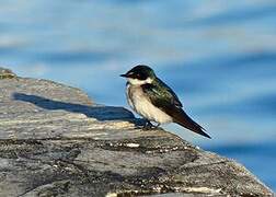 Mangrove Swallow