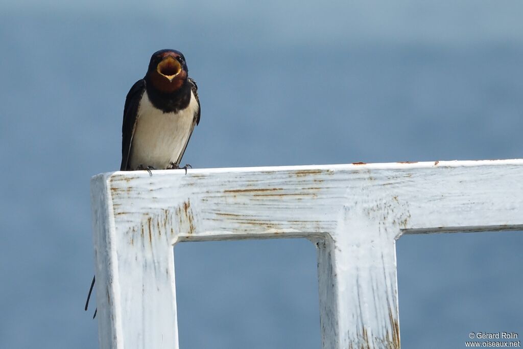 Barn Swallow