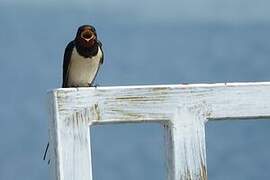 Barn Swallow