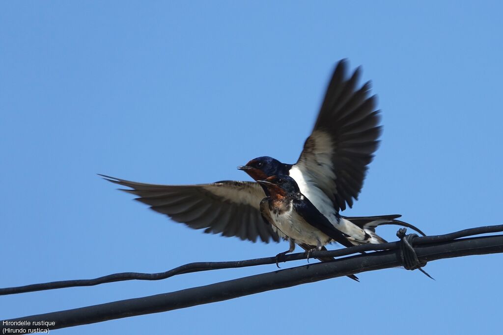 Hirondelle rustiqueadulte, accouplement.